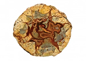 Agate Gallery: Agate thundereggs
