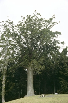 New Zealand Gallery: Agathis australis, kauri pine