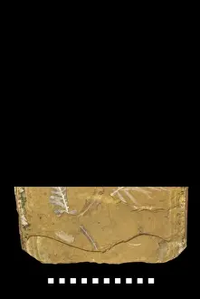 Coniferae Prints: Agathis jurassica, fossil plant