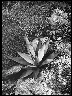 Agave Gallery: Agave Panyi or Parryi (Parrys Agave)
