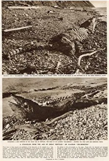 Dinosaurs Collection: The Age of the Sea-Monster, discovery in Alaska