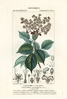 Violacea Collection: Agelaea pentagyna