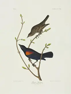 Blackbird Prints: Agelaius phoeniceus, red-winged blackbird