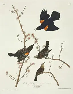 Agelaius phoeniceus, red-winged blackbird