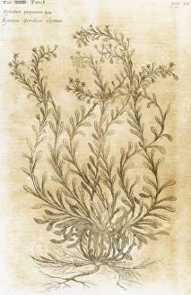 Alpinum Gallery: Ageratum. Seventeenth-century engraving in Bibliotheca Phar