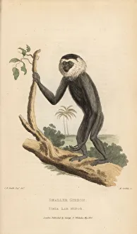 Agile Gallery: Agile gibbon, Hylobates agilis. Endangered