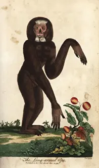 Agile gibbon, Hylobates agilis, endangered