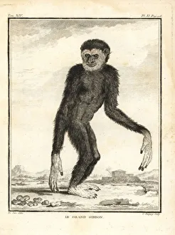 Agile Gallery: Agile gibbon, Hylobates agilis. Engandered