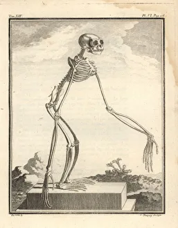Agile Gallery: Agile gibbon skeleton, Hylobates agilis. Engandered