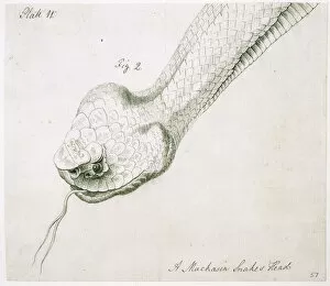 Caenophidia Gallery: Agkistrodon piscivorus, cottonmouth snake