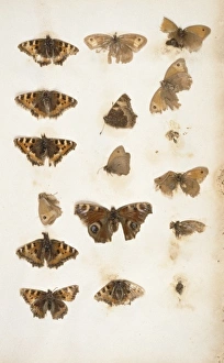 Aglais Io Gallery: Aglais urticae and Inachis io