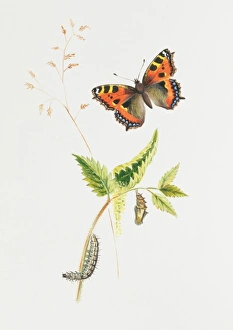 Larvae Collection: Aglais urticae, small tortoiseshell