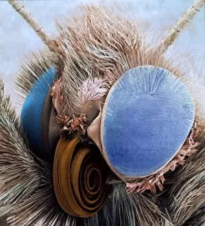 Electron Micrograph Gallery: Aglais urticae, small tortoiseshell butterfly