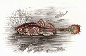 Hook Prints: Agonus cataphractus, or Pogge