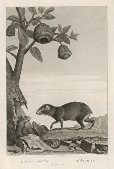 Agouti Gallery: AGOUTI