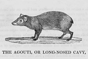 Agouti Gallery: Agouti (Bewick)