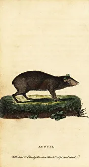 Rodent Prints: Agouti, Dasyprocta species