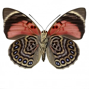 Agrias claudina, butterfly