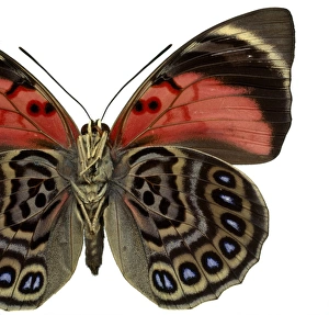 Agrias claudina, butterfly Agrias claudina, butterfly