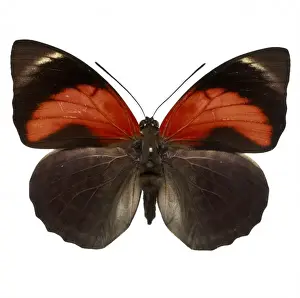 Agrias claudina, butterfly