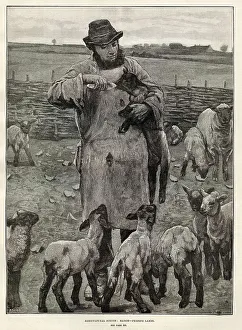 Lambing Prints: Agricultural Scenes - March - feeding lambs