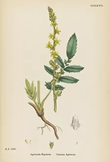 Agrimony Collection: Agrimonia Eupatoria