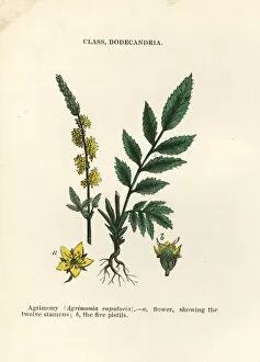 Agrimony Collection: Agrimony, Agrimonia eupatoria
