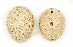 United Kingdom Collection: Agriocharis ocellata eggs