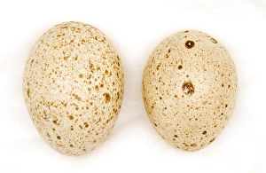 Collection of birds eggs