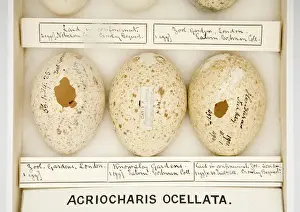 Agriocharis ocellata eggs