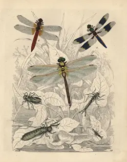 Lydia Prints: Agrion pupa, Libellula pupa and others