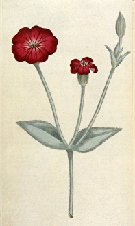 Agrostemma Gallery: Agrostemma Coronaria