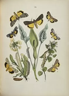 Agrotidae Gallery: Agrotidae, moths and caterpillars