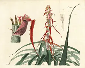 Aguava, Bromelia alsodes
