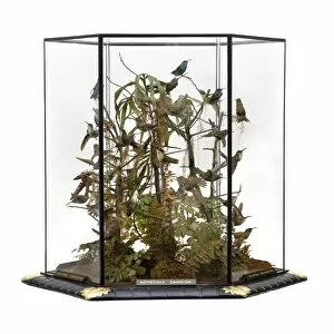 John Gould Gallery: Agyrtria candida, hummingbird display