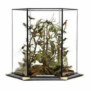 John Gould Gallery: Agyrtria niveipectus, hummingbird display