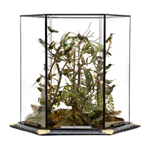 Apodiformes Gallery: Agyrtria niveipectus, hummingbird display