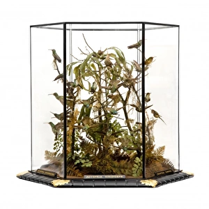 Apodiformes Gallery: Agyrtria viridiceps, hummingbird display