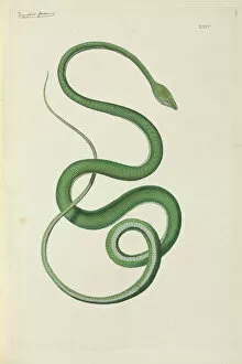 Colubridae Gallery: Ahaetulla prasina, Short-nosed vine snake