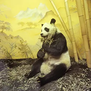 Bear Prints: Ailuropoda melanoleuca, giant panda