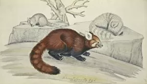Ailurus fulgens, red panda