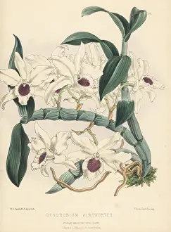 Volume 5 Prints: Ainsworth's Dendrobium orchid, Dendrobium x ainsworthii