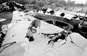 Air crash investigation sniffer dog