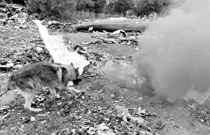 Air crash investigation sniffer dog