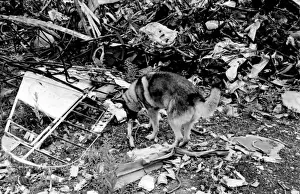 Air crash investigation sniffer dog