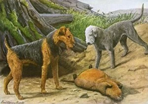 Images Dated 8th December 2011: Airdale Terrier and Bedlington Terrier