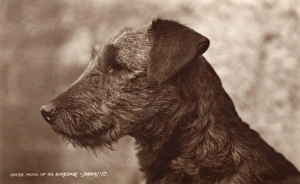 Airedale Gallery: An Airedale