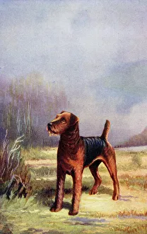 Airedale Terrier
