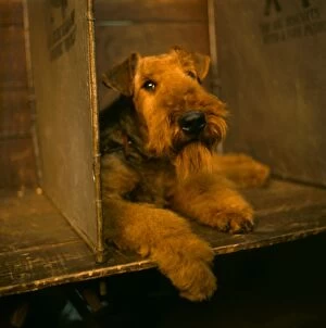 Airedale Gallery: Airedale terrier at a dog show