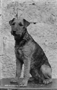 Textured Prints: Airedale Terrier Portrait